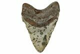 Fossil Megalodon Tooth - North Carolina #344060-2